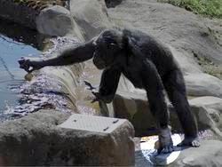 Шимпанзе оказались способны строить коварные планы
